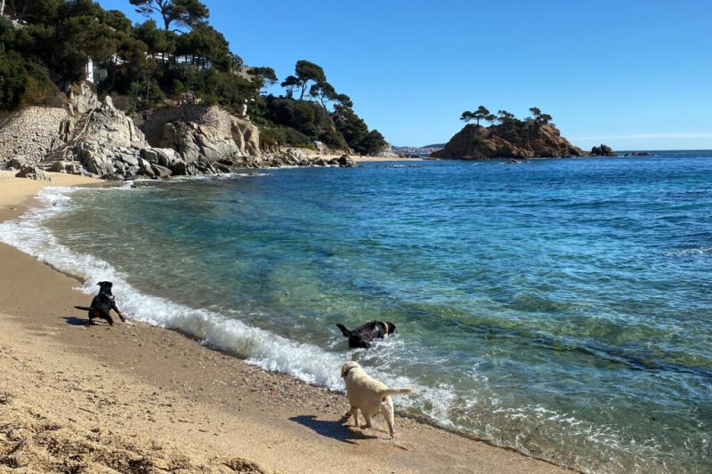 Calonge I Platja D Aro Estrenen Platja Per A Gossos Amb Guingueta Pr Pia