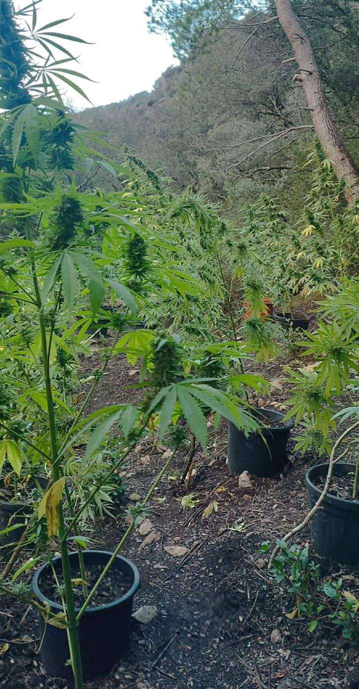 Marihuana a les Muntanyes de Prades