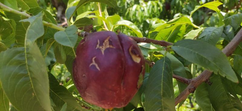 NEctarinas dañadas Lleida