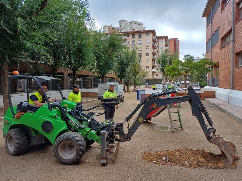 escoles arbres tarragona