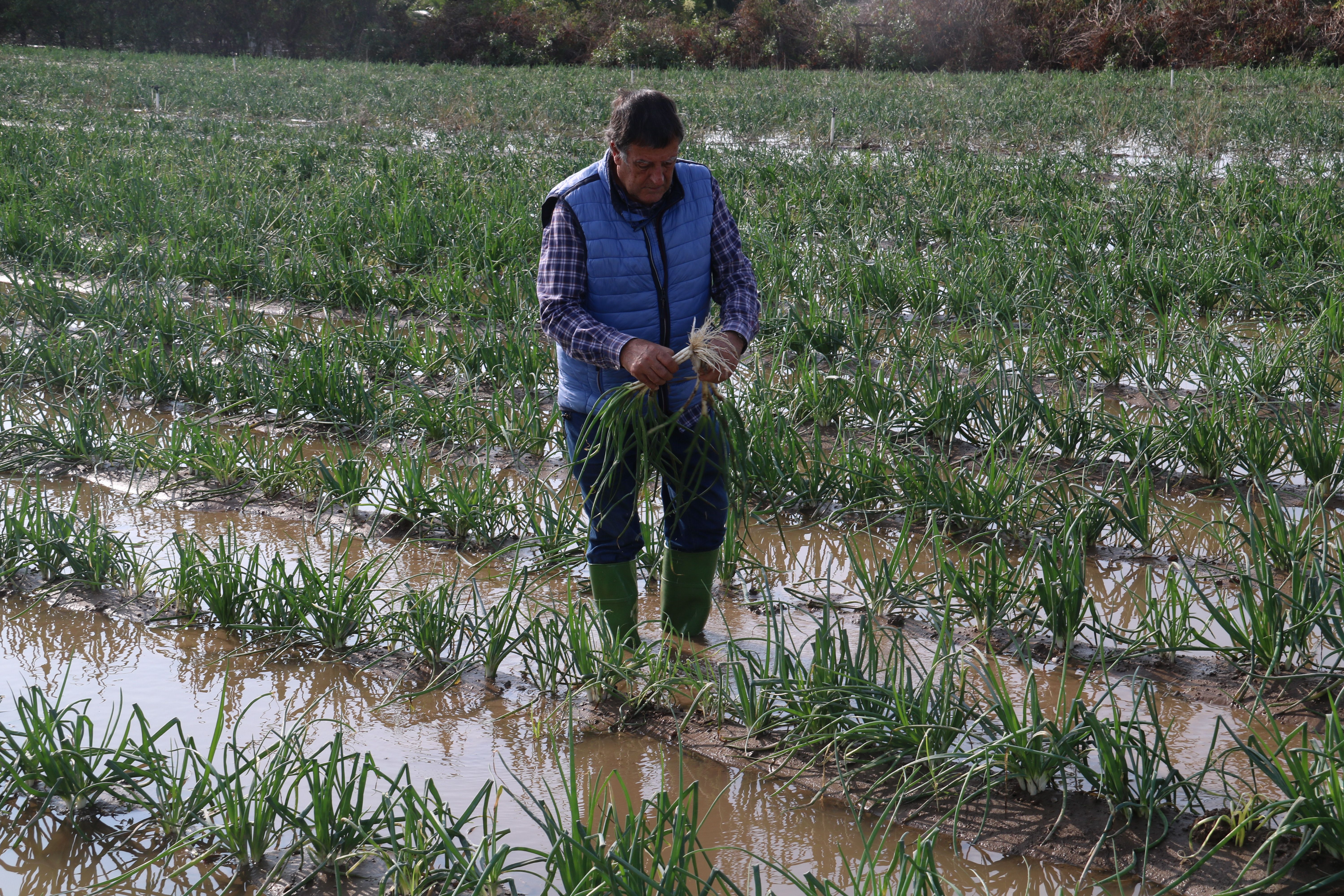 Josep Panyella en un campo de calçots lleno de agua
