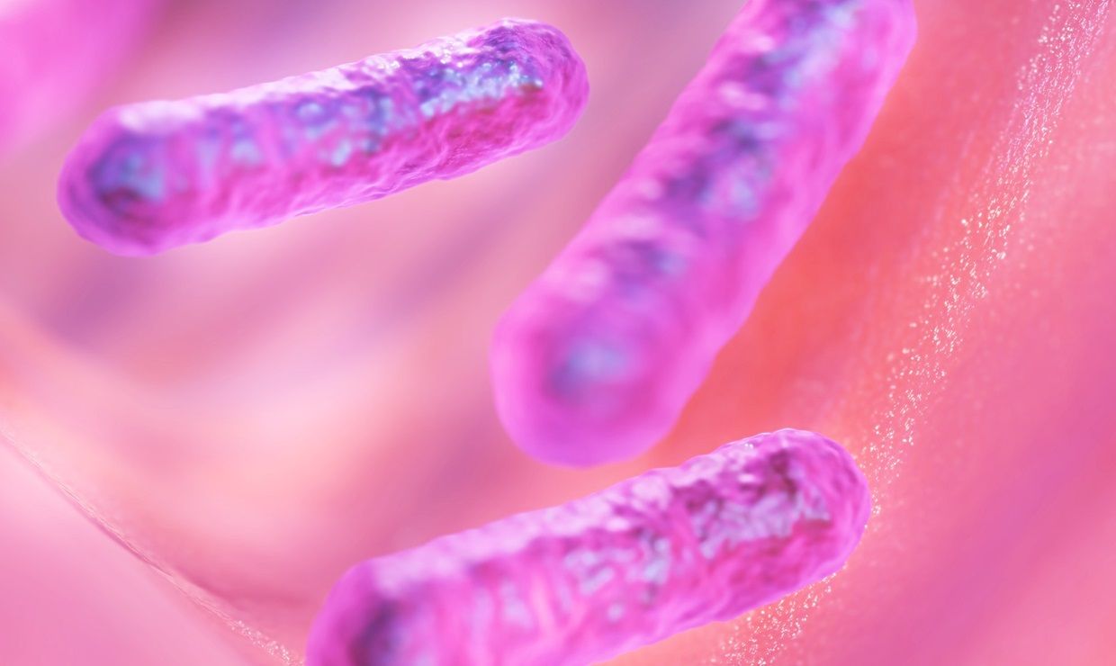 bacteri