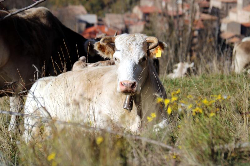 vaca pasto