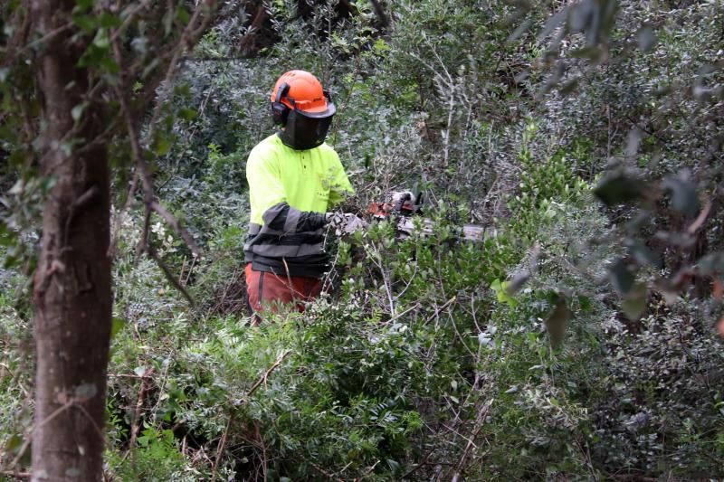 L’AMB inicia la neteja dels boscos a les urbanitzacions per reduir el risc d’incendi