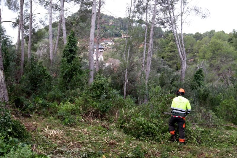 L’AMB inicia la neteja dels boscos a les urbanitzacions per reduir el risc d’incendi