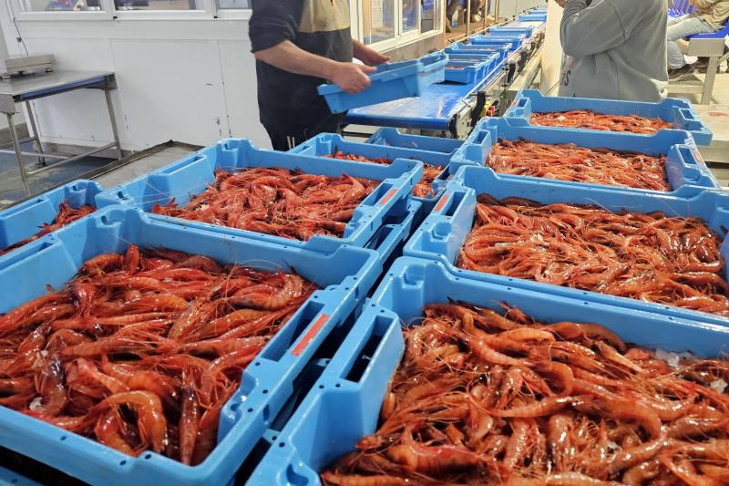 Gamba vermella a la llotja de Blanes