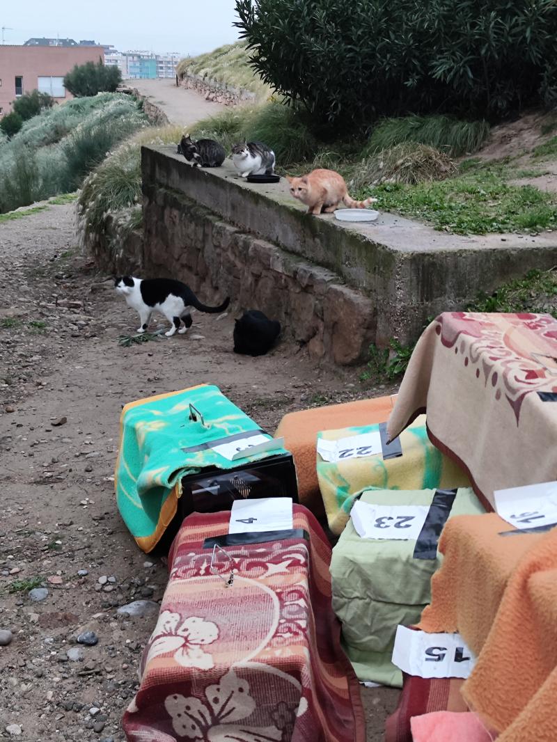 Gats i gàbies al Turó de la Seu Vella