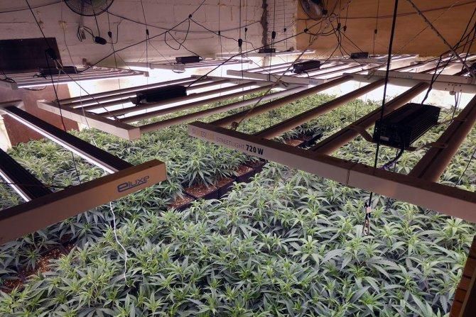 plantació marihuana