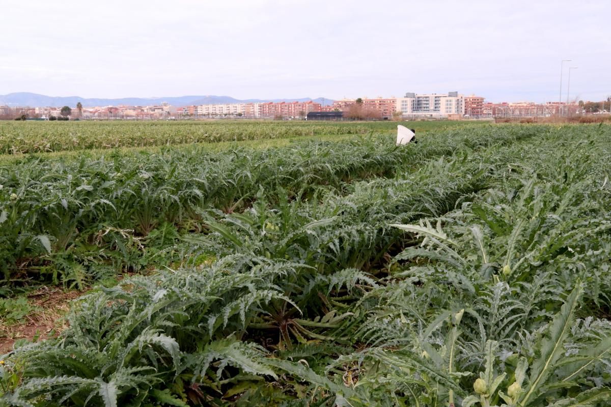 prat de llobregat carxofes