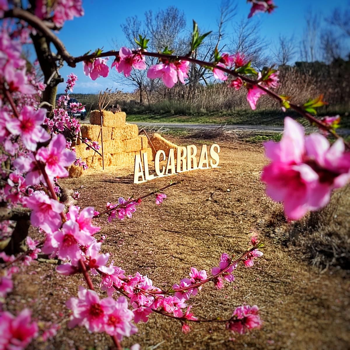 Alcarràs Florit 2