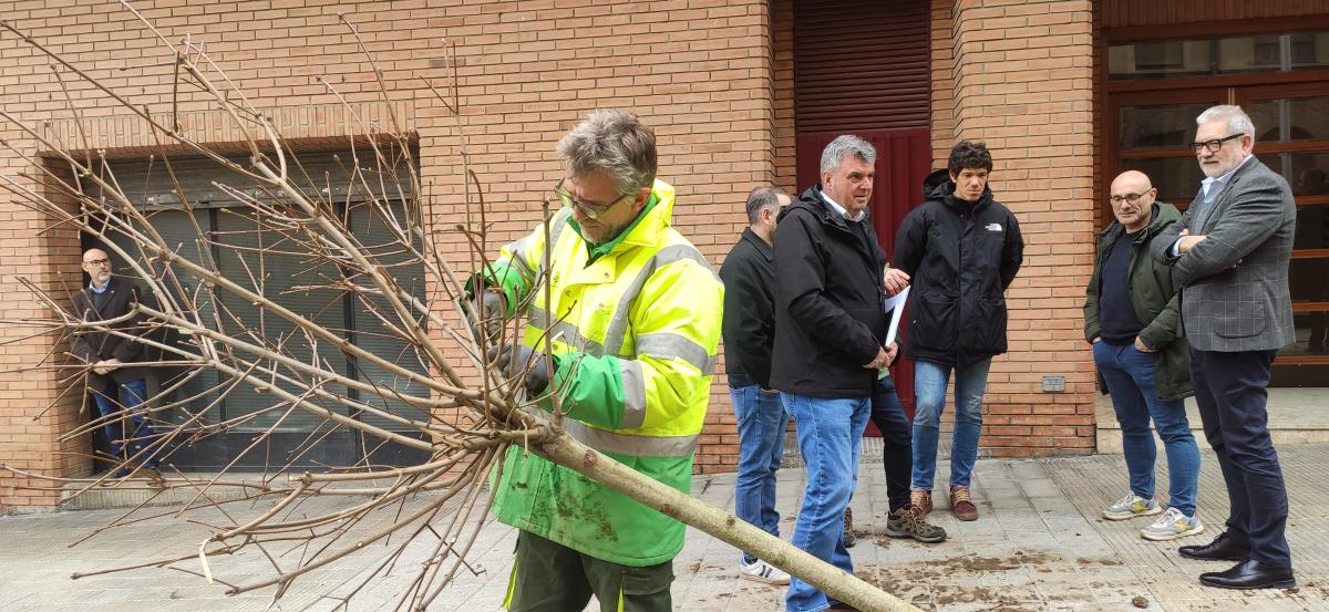 plantació arbrat Lleida