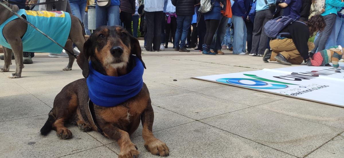 manifestació Lleida veterinaris