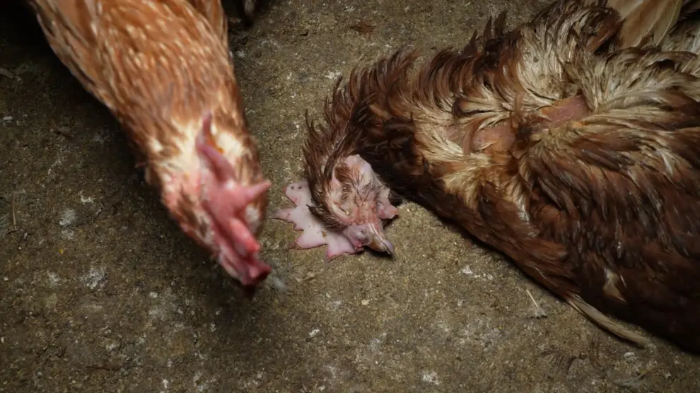 Gallina muerta