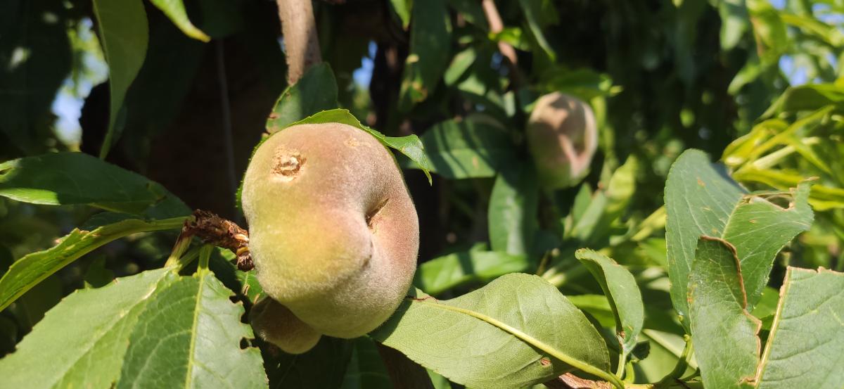 Agroseguro peritatge finca Soses pedregada
