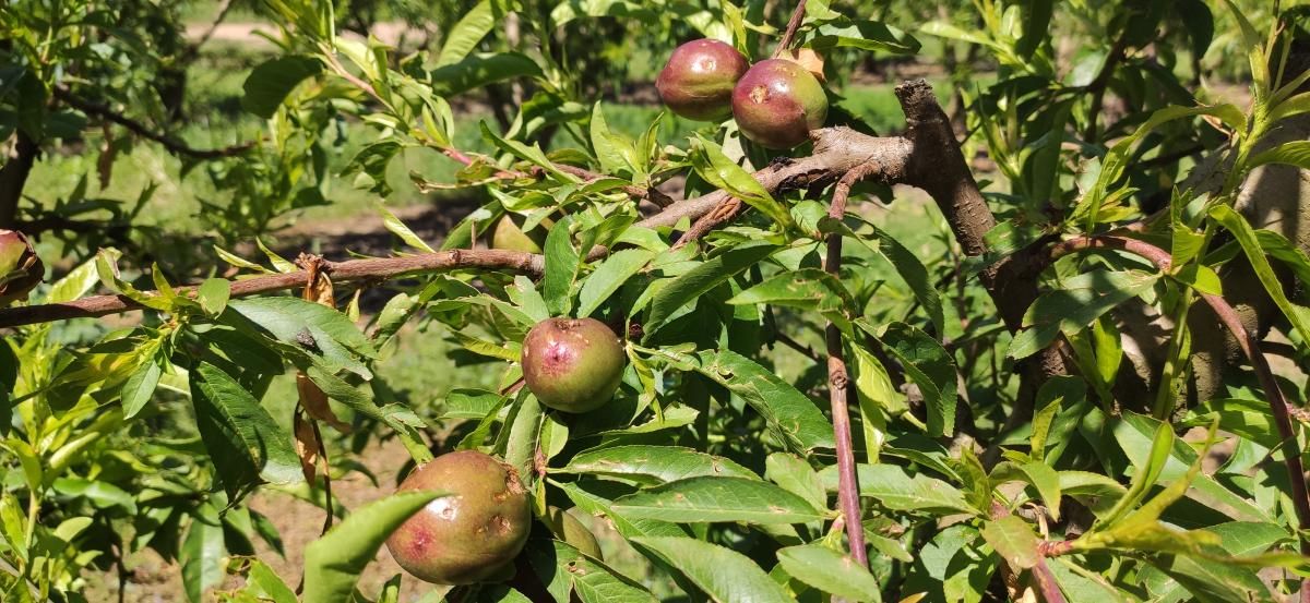 Agroseguro peritatge finca Soses pedregada