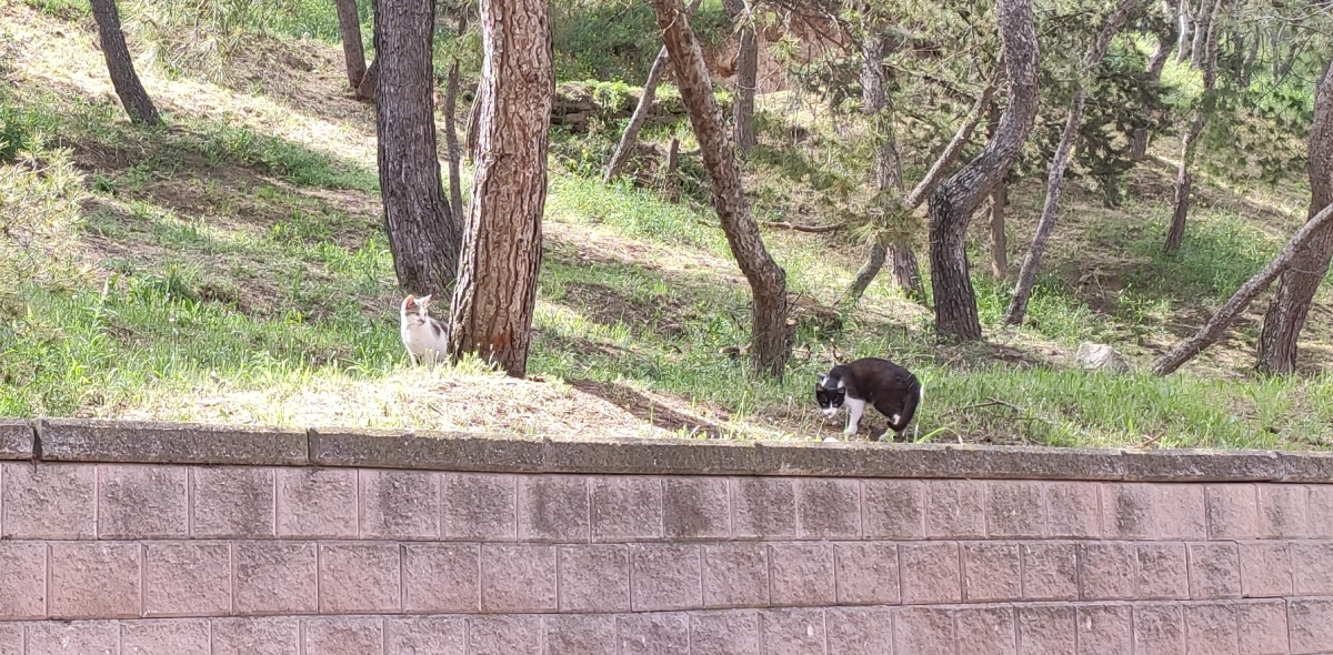gatos Parc Santa Cecília Lleida