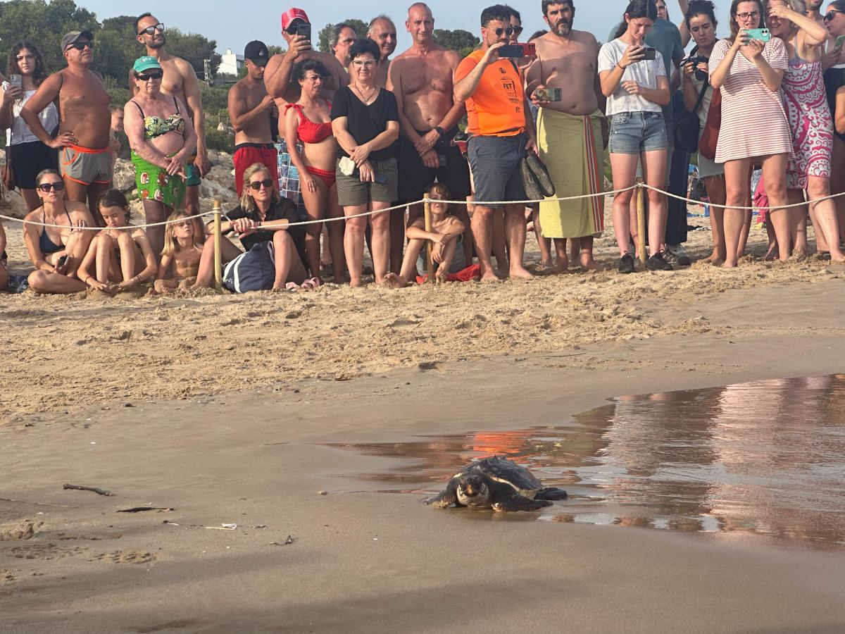 Alejamiento de tortugas en la playa de la savinosa de Tarragona 1