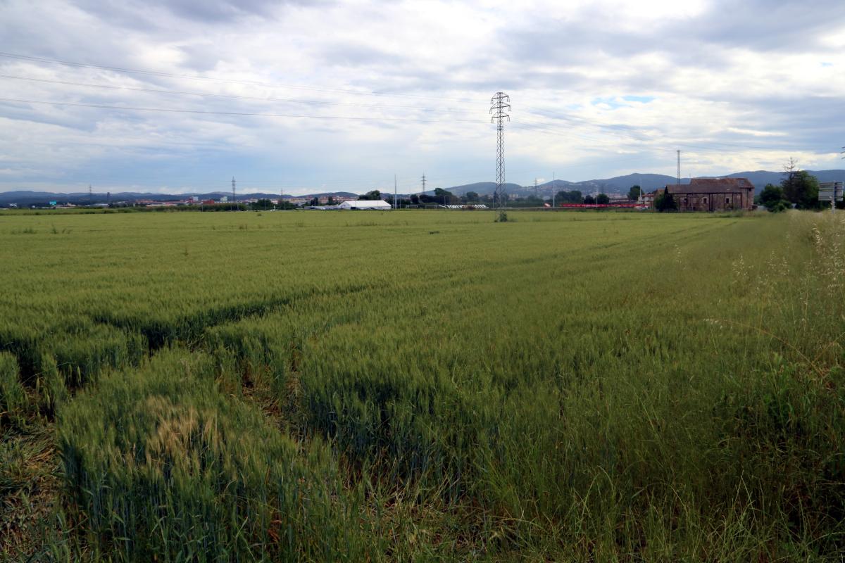 Terrenys agrícoles on es vol construir la futura ciutat esportiva del Girona FC