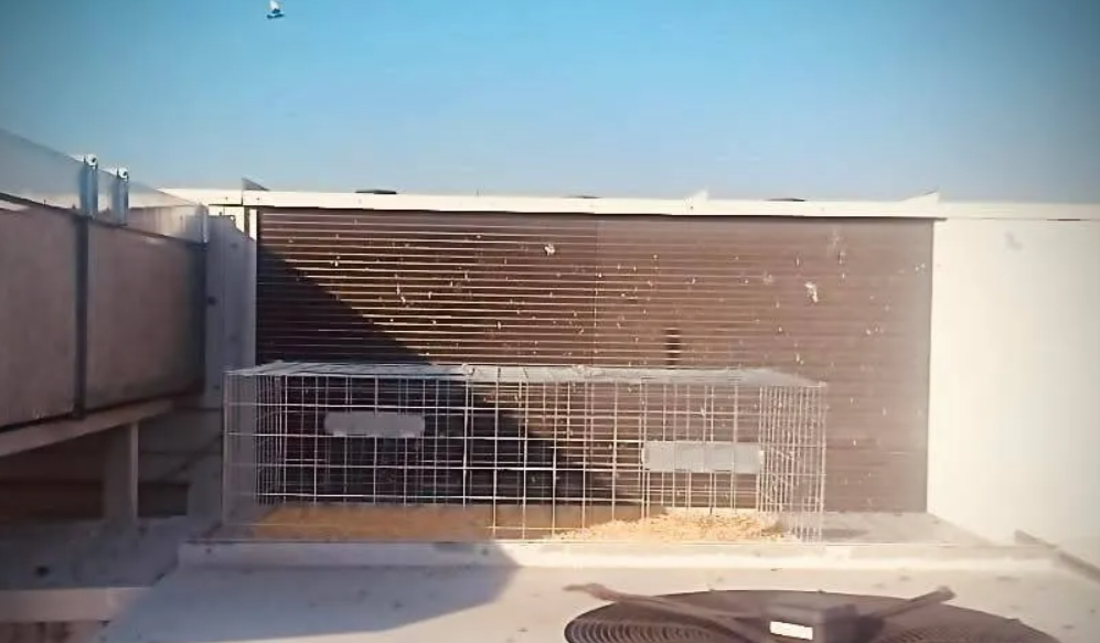 Ayuntamiento de Corbins / Una jaula de captura de palomas en Corbins