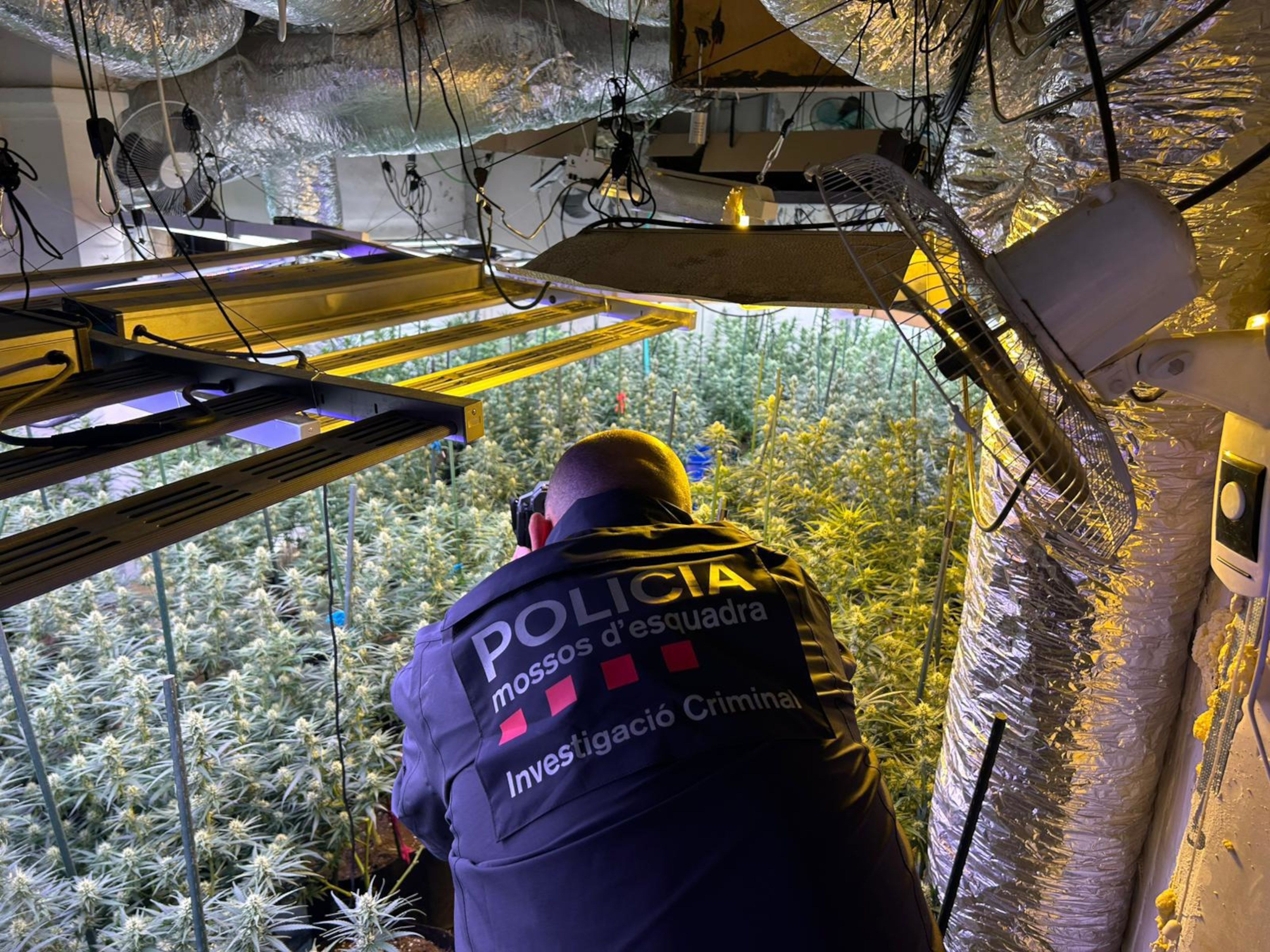 Un mosso fotografia la plantació interior de marihuana localitzada en una casa la centre de la Pobla de Cérvoles