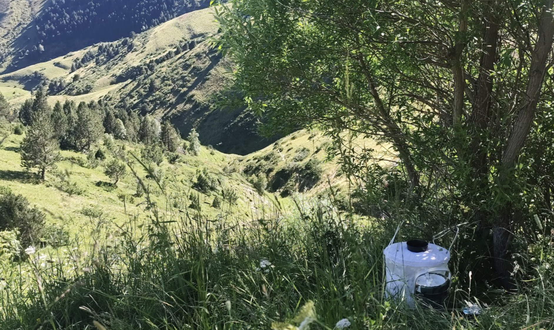 Una de les trampes que s'han instal·lat arreu del territori per identificar mosquits presents a Andorra | FOTO: AR+I