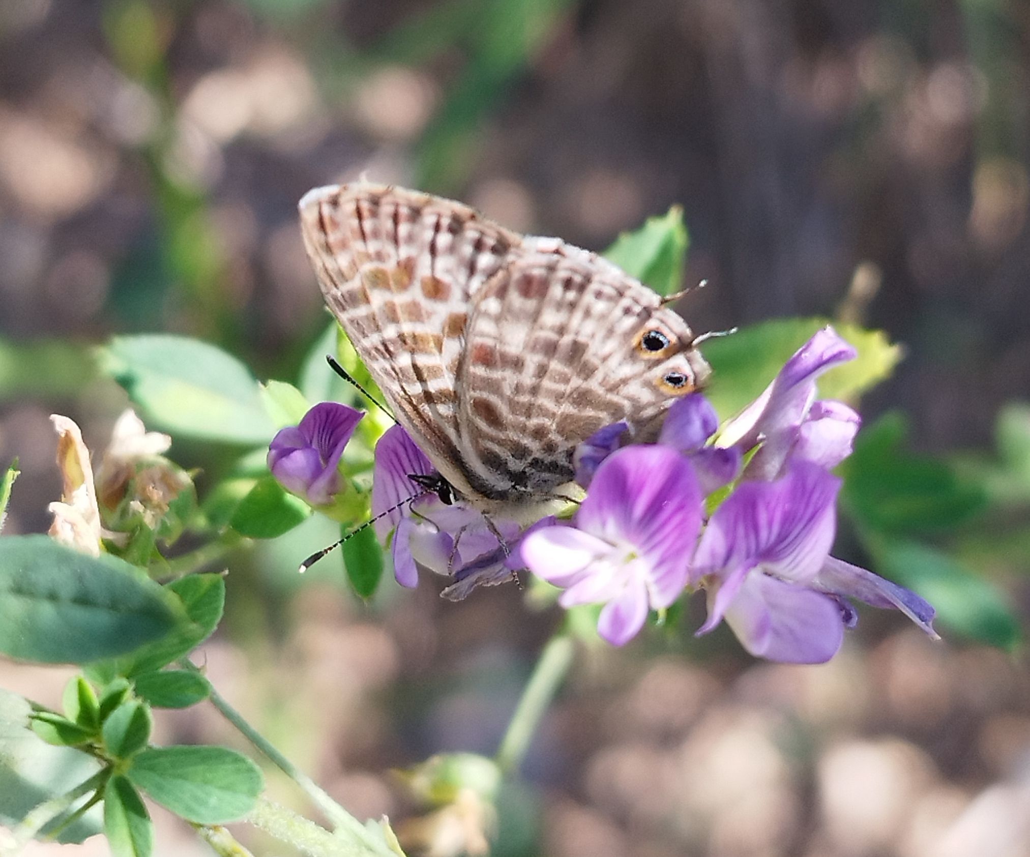 Leptotes pirithous - Monica Prats Infanta