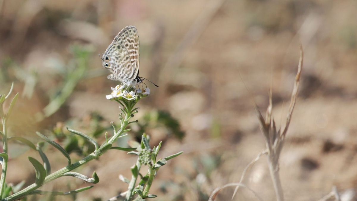 Papallona Leptotes pirithous LauraDíaz Remolar (1)