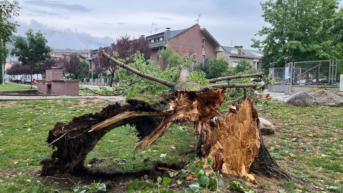 Un arbre de grans dimensions, arrencant pel vent en una tempesta a la Seu d'Urgell 1