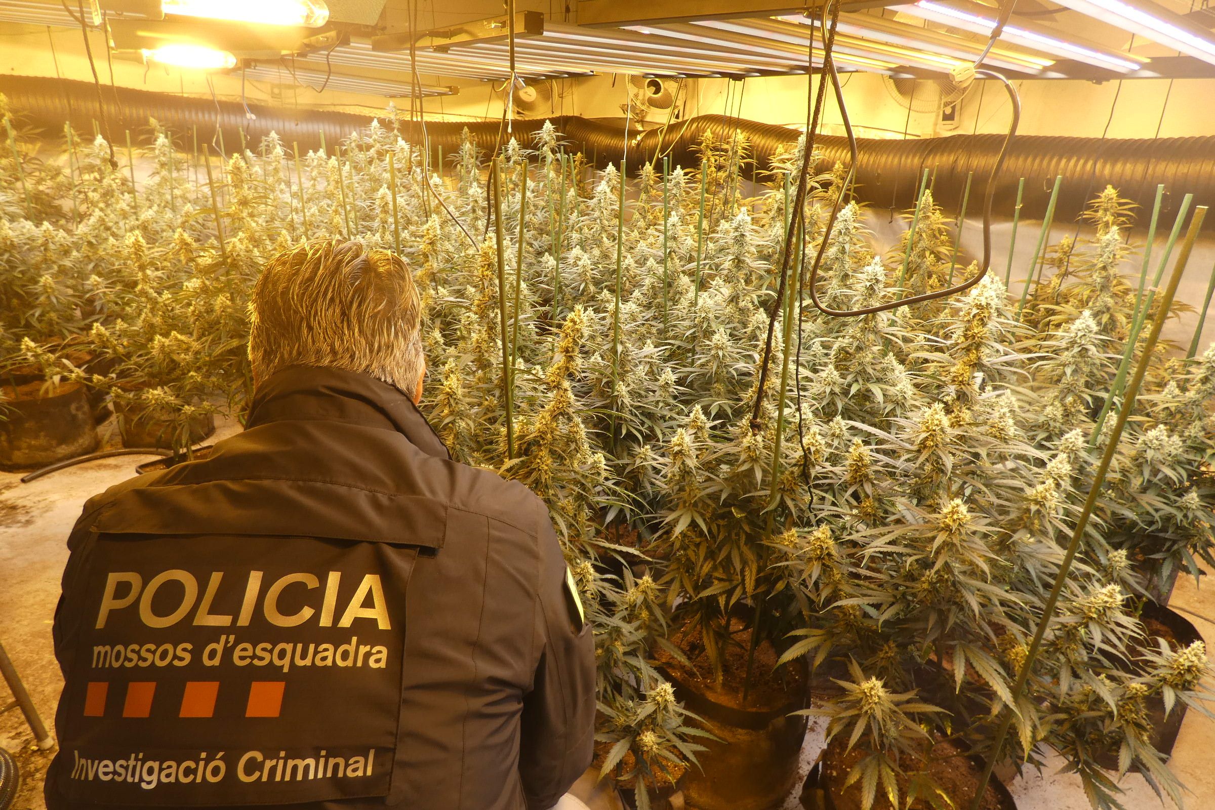 Mossos / Plantació de marihuana desmantellada pels Mossos d'Esquadra en una casa de Preixens, a la Noguera