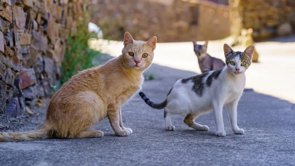 Imagen de archivo de unos gatos comunitarios