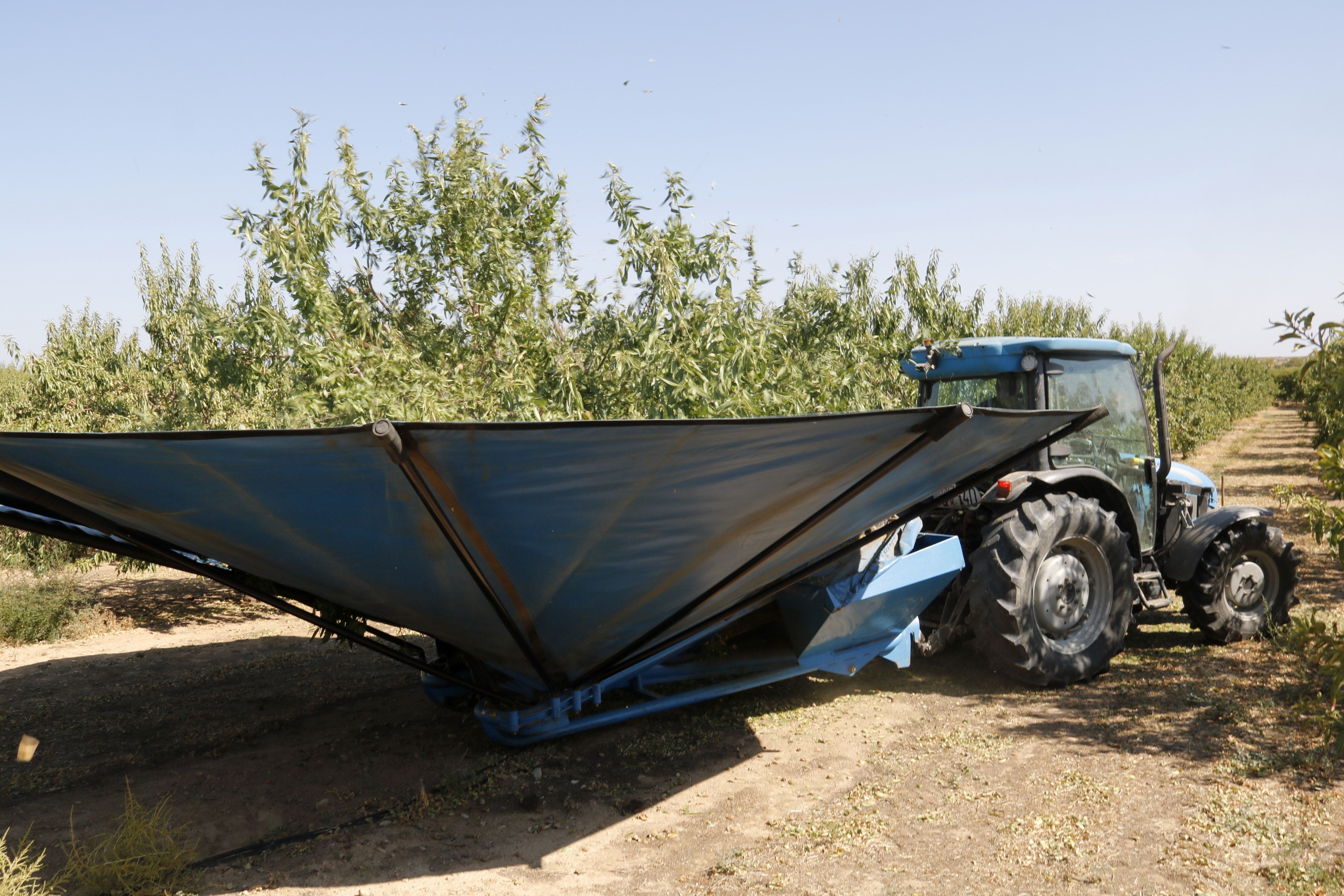 ACN / Recolección de almendras en una finca de Sarroca de Lleida