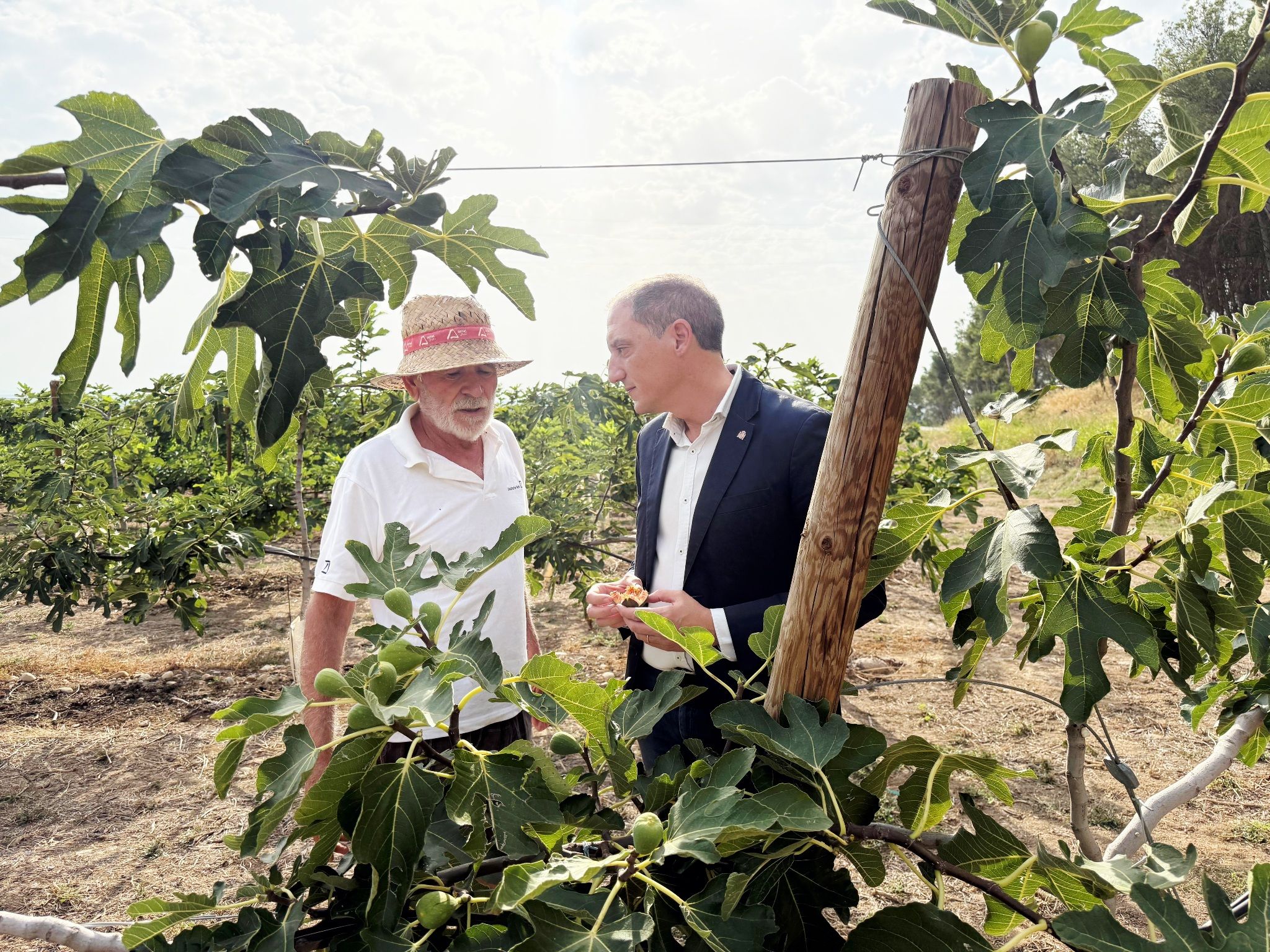 José Crespín durant la seva visita a una plantació de figues a Alguaire