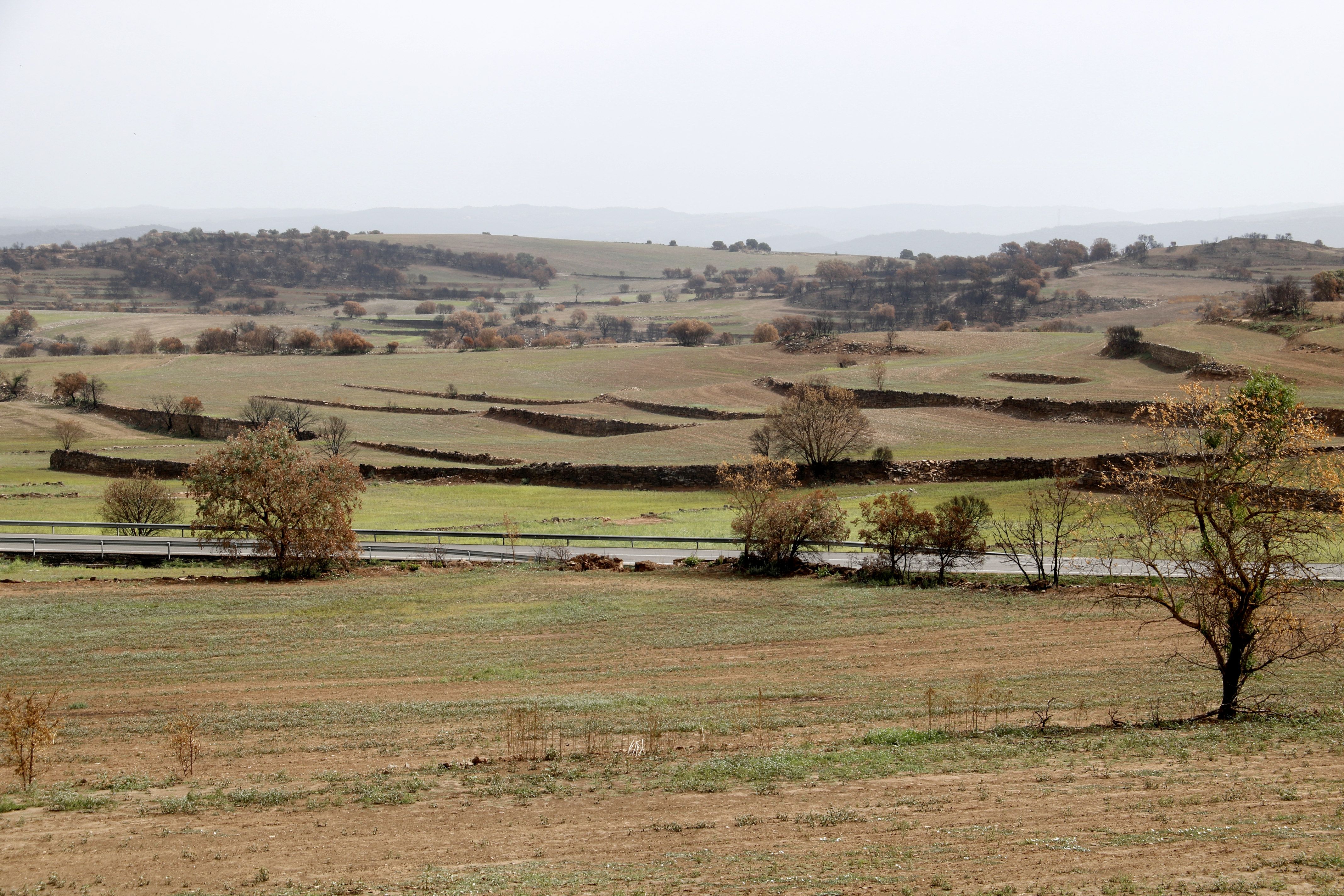 ACN / La vegetación vuelve a crecer en los campos rodeados de árboles quemados un mes y medio después del incendio de la Segarra