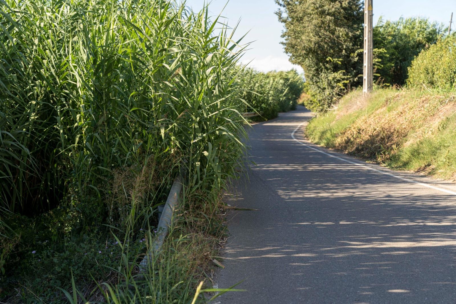JuntsXCat Paeria / La vegetación descontrolada en los márgenes del camino