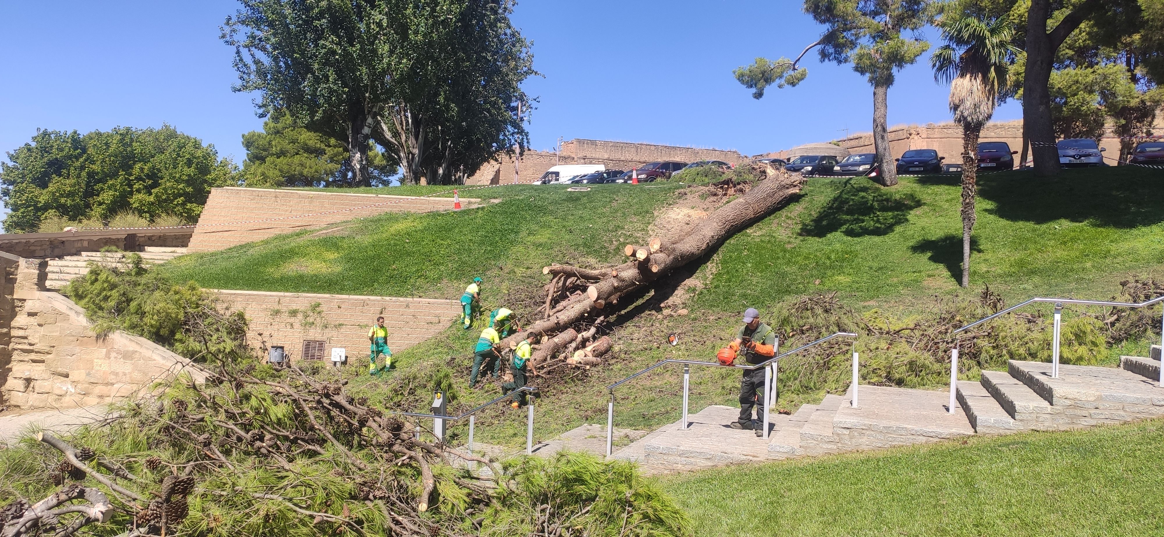 FOTO: D.H. / Operaris el servei de jardineria treballen en la retirada de l'arbre caigut al Turó de la Seu Vella