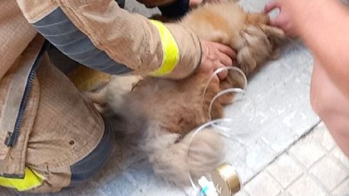 incendi amposta rescat animals incendi amposta rescat animals