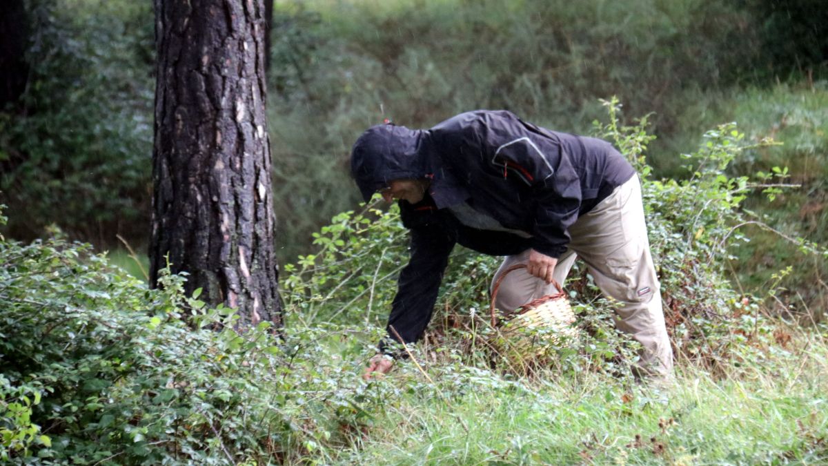 Un dels primers boletaires de la temporada a Capolat, al Berguedà, collint bolets