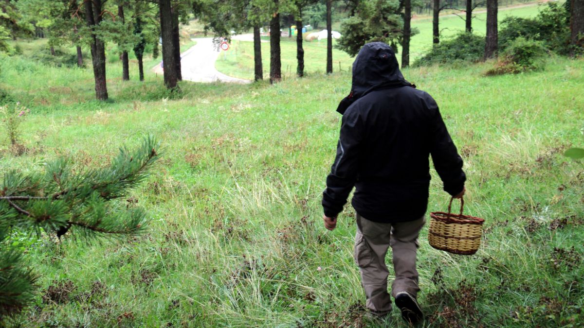 Un dels primers boletaires de la temporada a Capolat, al Berguedà, collint bolets 1