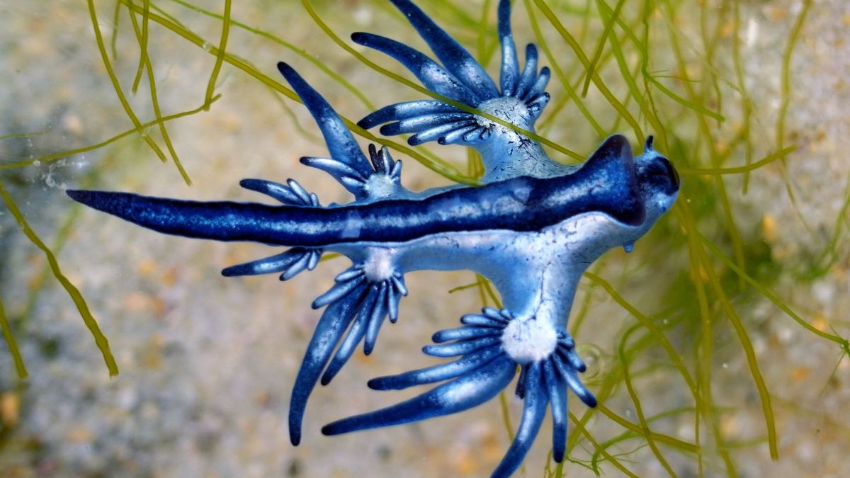 Dragonet o llimac blau Dragonet o llimac blau