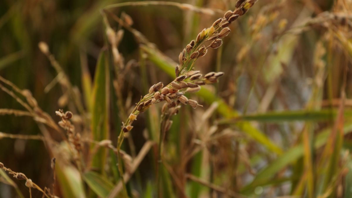 Detalle del arroz, a punto de ser segado en Deltebre Detalle del arroz, a punto de ser segado en Deltebre