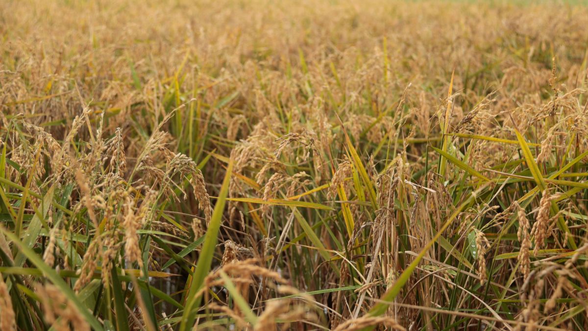 Campo de arroz a punto de ser segado en Deltebre Campo de arroz a punto de ser segado en Deltebre