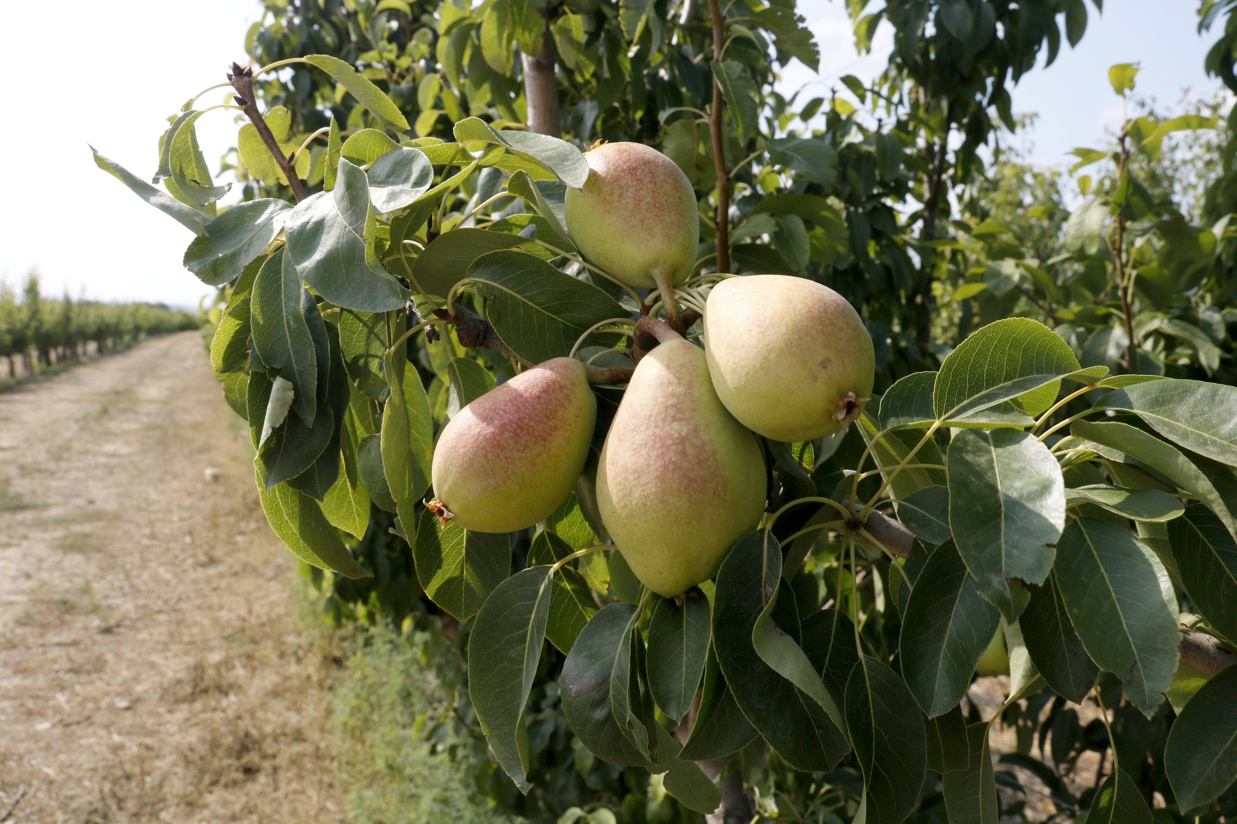 ACN / Peres en un árbol de un campo de Aitona