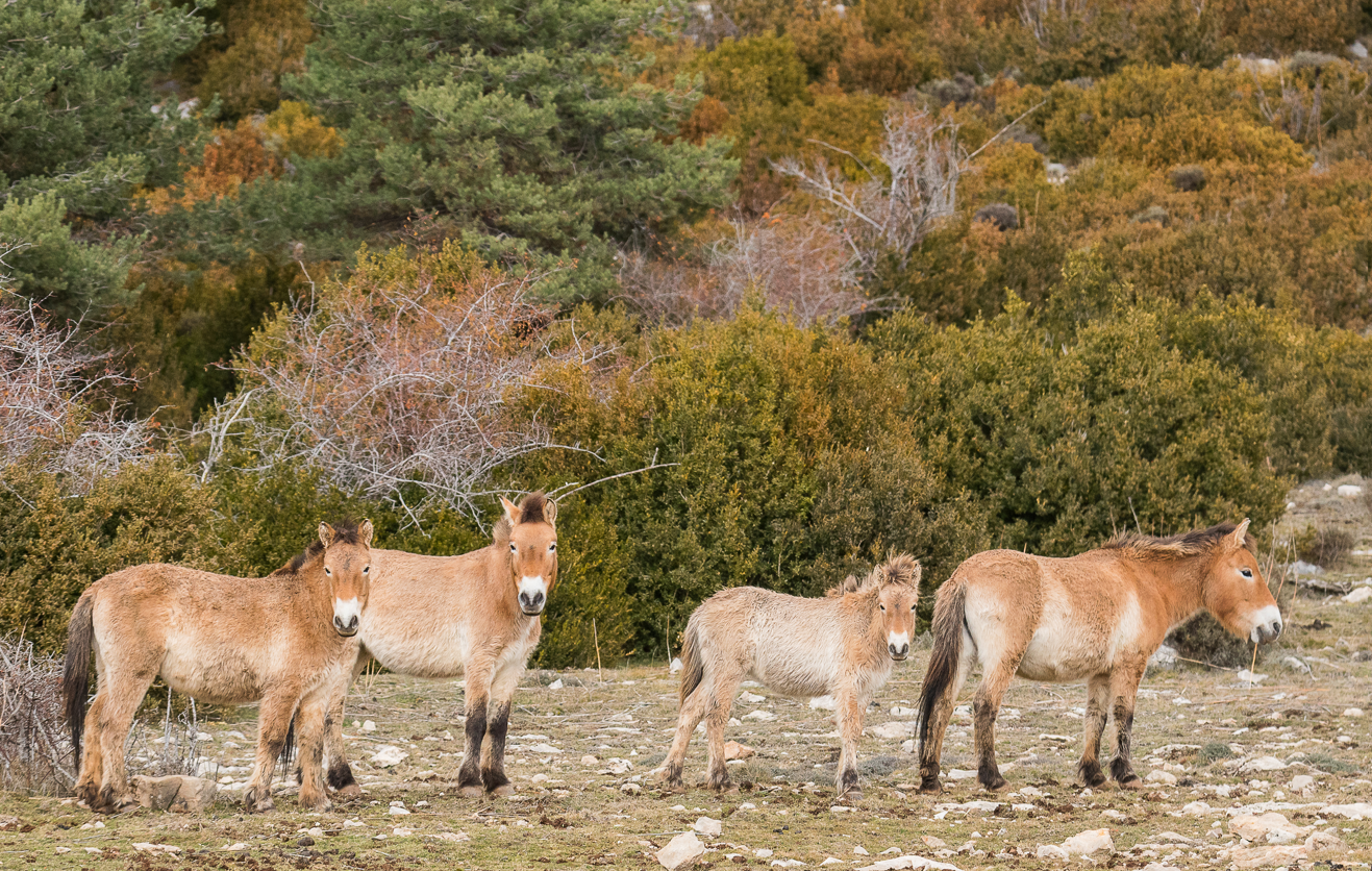 Una investigación de la UAB y la UdL concluye que los caballos pueden tener un papel clave en la prevención de incendios forestales