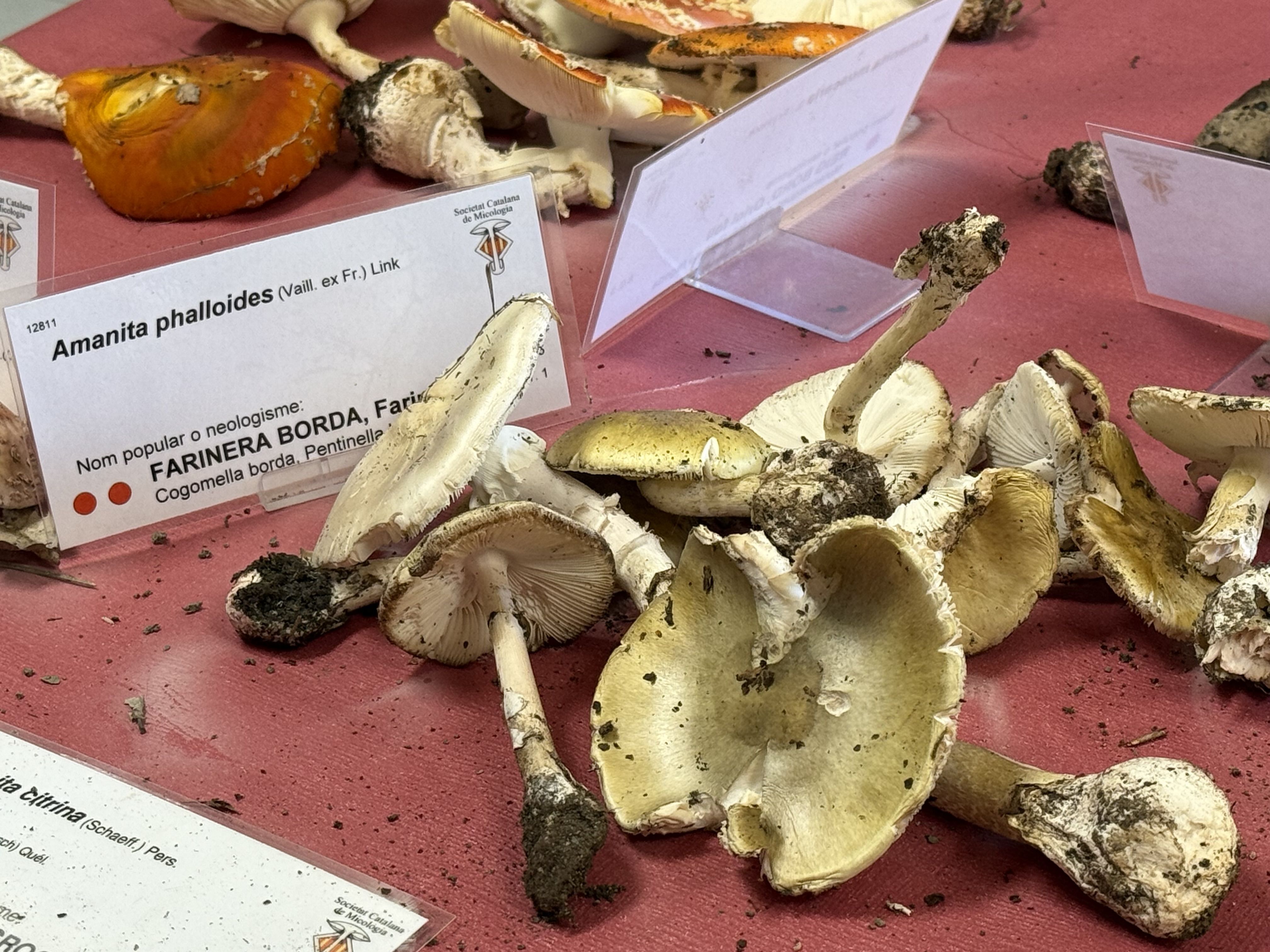 ACN / 'Amanita phalloides' conocidas como Farinera Borda altamente tóxica y mortal, recogida por encima de los 1000 metros en el Parque Natural del Alto Pirineo