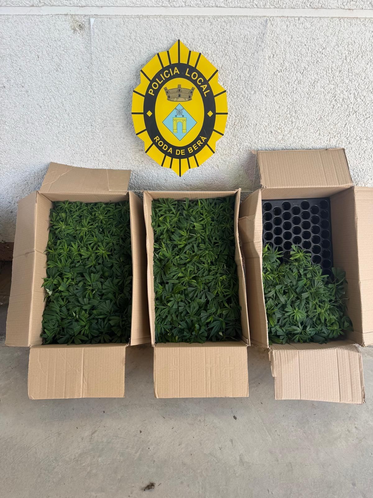 detencio marihuana roda detencio marihuana roda