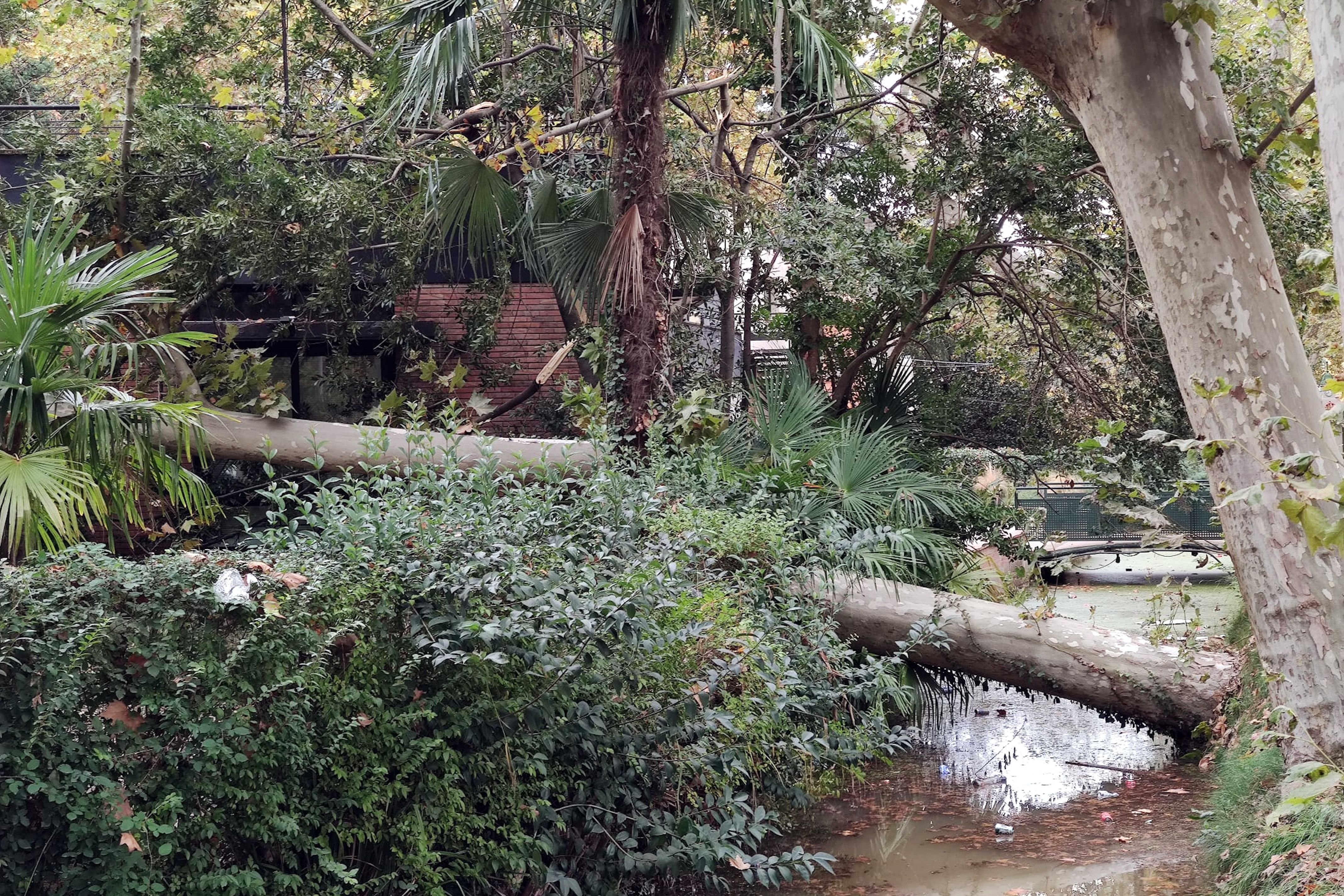 L'arbre que ha caigut a la Devesa, al costat de la Rosaleda, pel fort vent a Girona