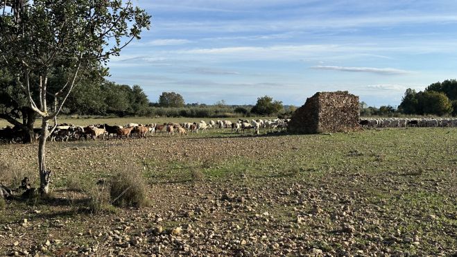 Ramat Francis El Rourell