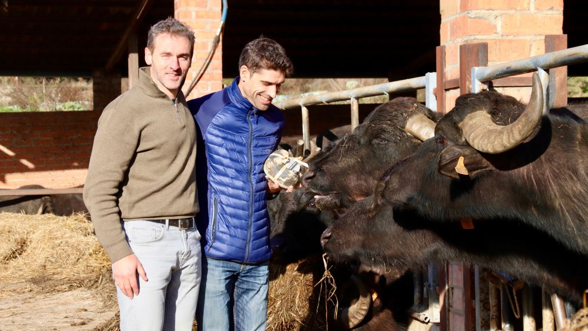 El formatger i el gerent de Montbrú, Oriol Antúnez i Martí Padrisa, a la granja de búfales de Santa Cecília de Voltregà que els proporciona llet