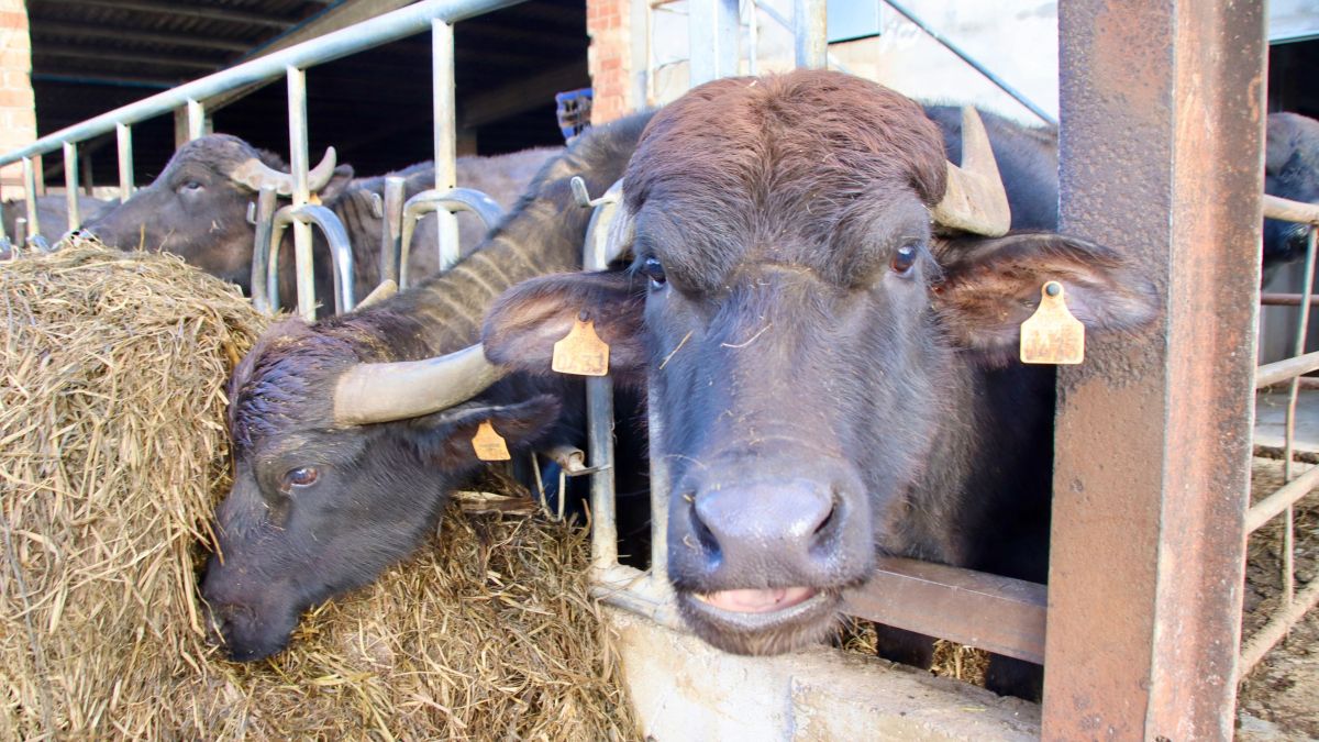 Les búfales mengen a l'explotació de Santa Cecília de Voltregà que abasteix Montbrú amb llet de búfala