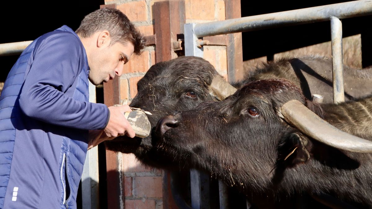 El gerent de Montbrú, Martí Padrisa, mostra a una búfala un dels formatges que ha guanyat el premi
